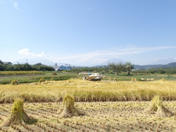 2013稲刈り-700x525