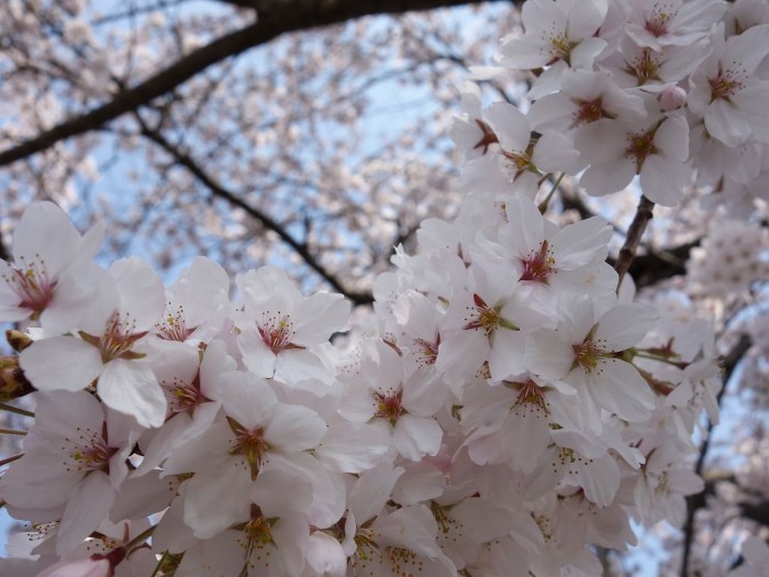2014桜-700x525