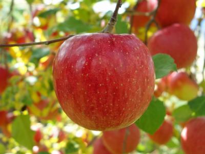 ふじ　【訳あり】