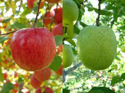 ふじ・王林　【家庭用】