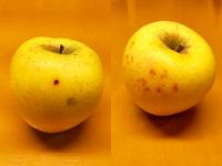 ふじ・シナノゴールド　【家庭用】