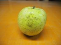 王林　【家庭用】